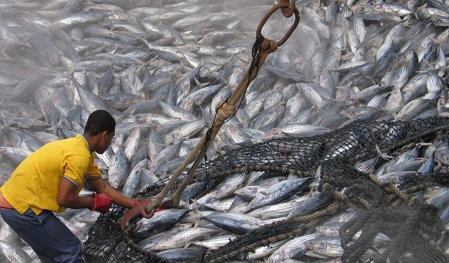 tuna