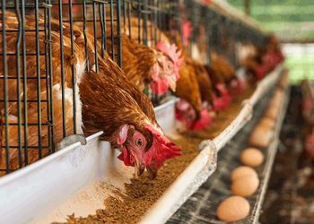 Poultry