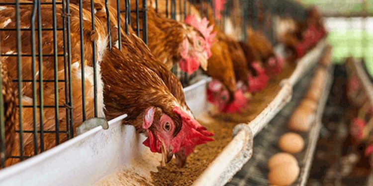 Poultry