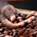 cocoa