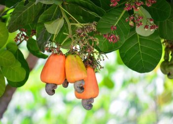 Cashew