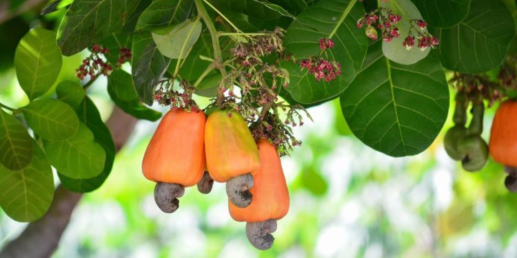 Cashew