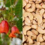 Cashew