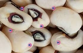 cowpea
