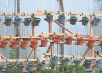Addis Ababa advances urban farming from household use to market surplus