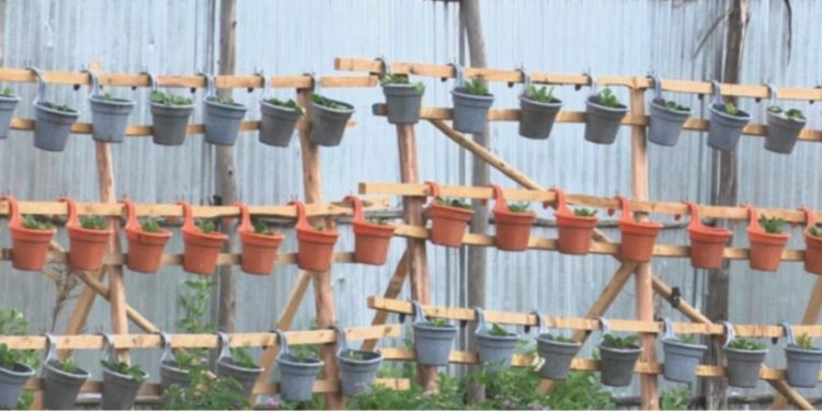 Addis Ababa advances urban farming from household use to market surplus