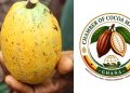 Priscilla Selinam Opoku writes: LICOBAG Reincorporates as a Chamber — Now COCOAMAG
